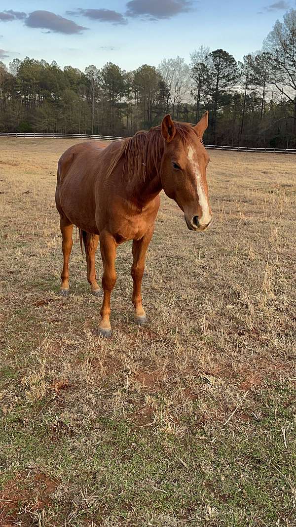 quarter-horse