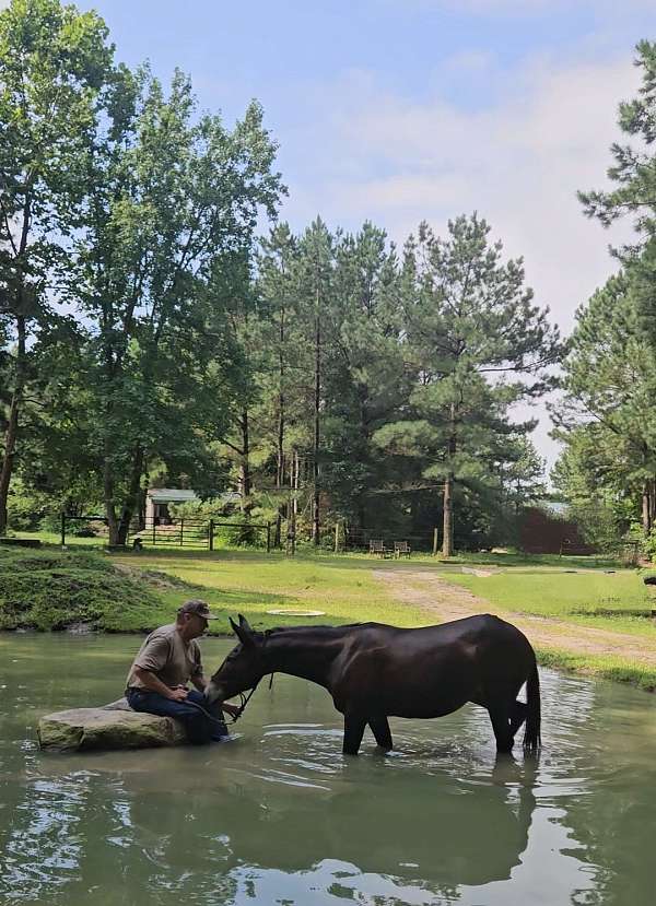 quick-learner-mule