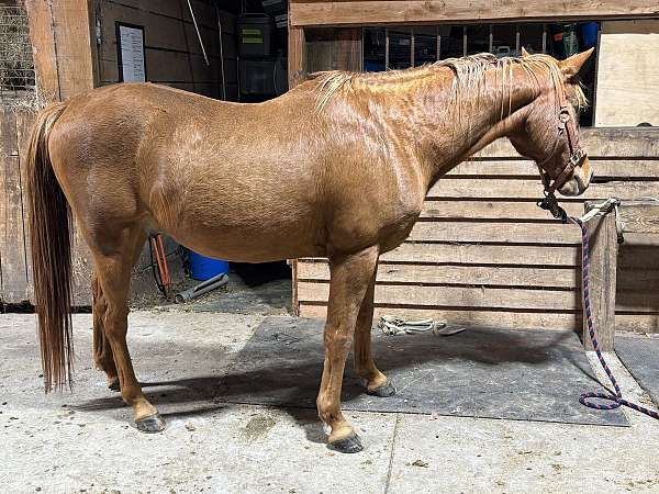 arabian-gelding