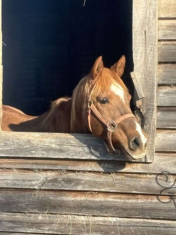arabian-horse-for-sale