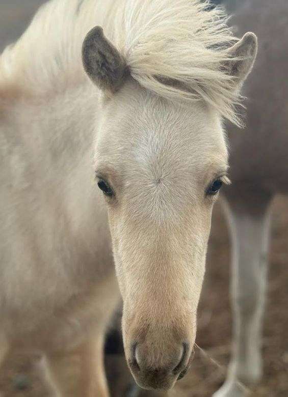 usihc-icelandic-stallion