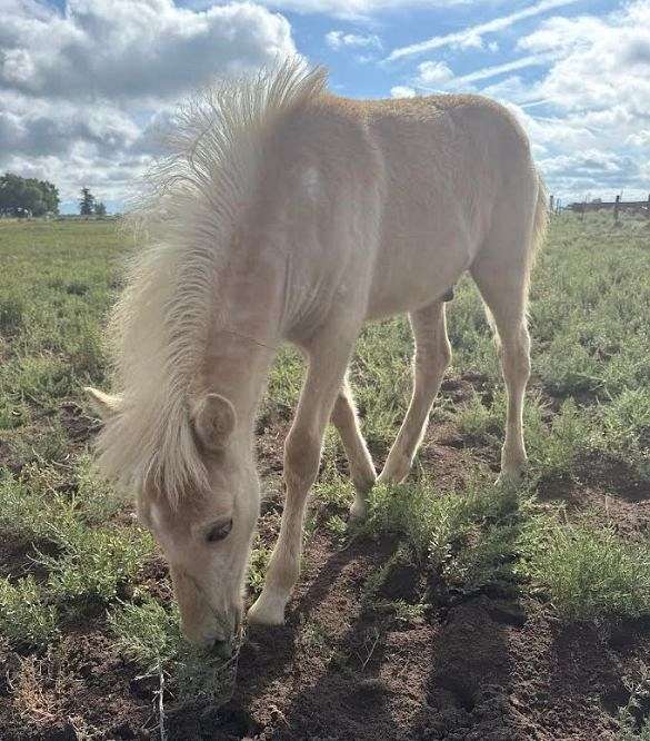 star-horse