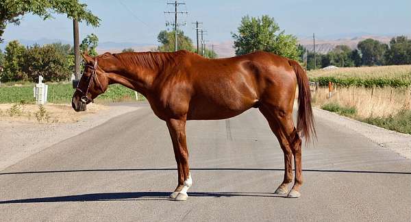 jumper-western-pleasure-thoroughbred-horse