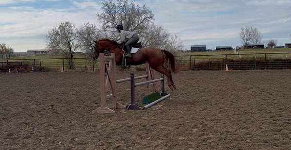 jumper-western-pleasure-gelding