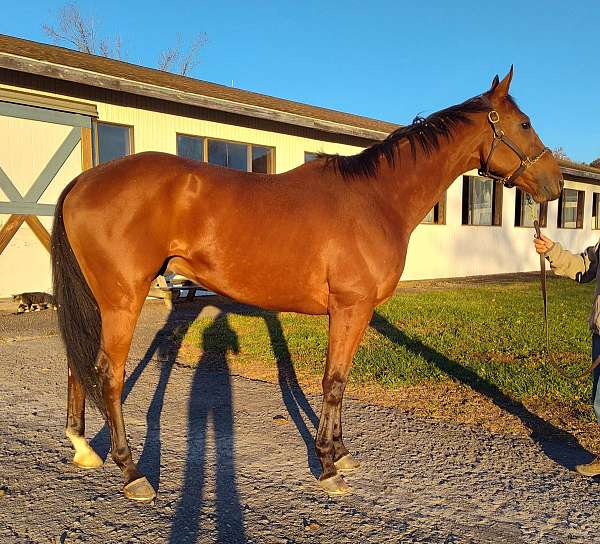 thoroughbred-gelding