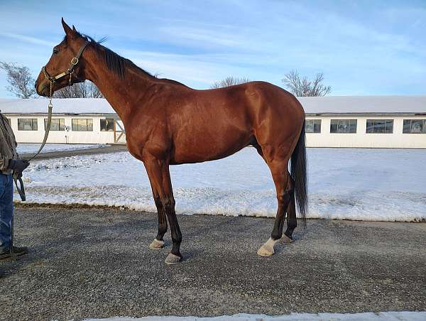 tampa-thoroughbred-horse