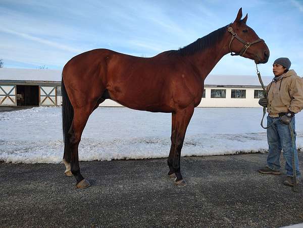 tampa-horse