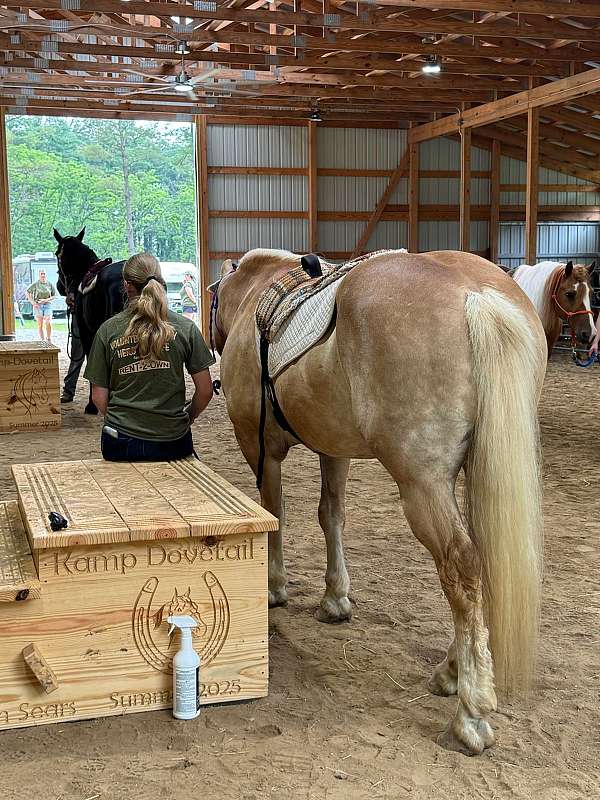 camp-haflinger-horse