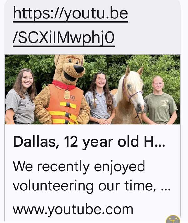 therapy-horse-haflinger