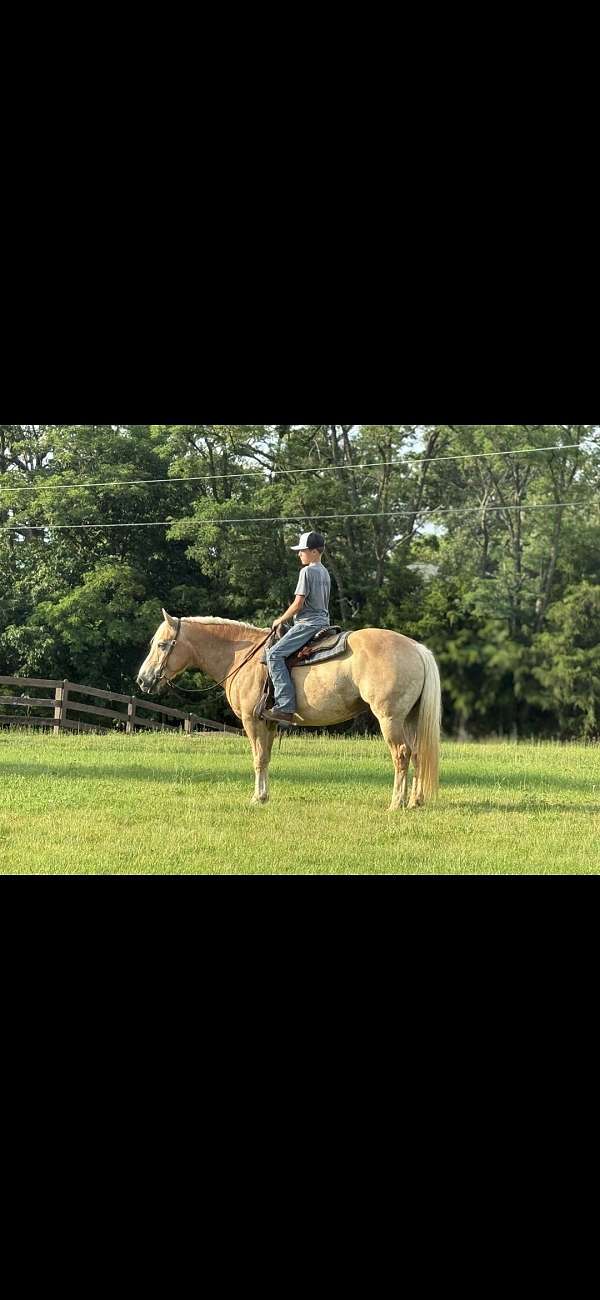 bathes-haflinger-horse