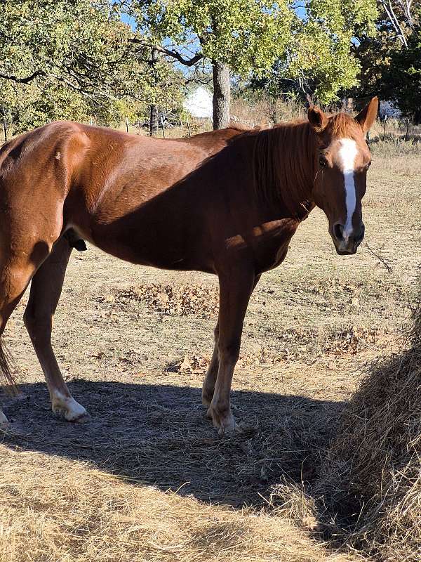 7 Yr Old Gelding for Sale