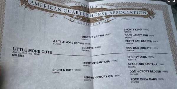 all-around-quarter-horse