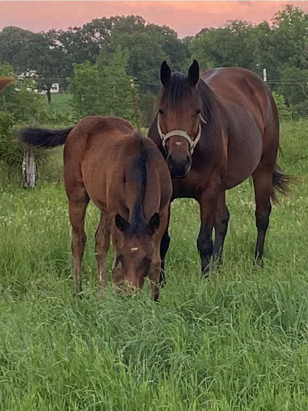 athletic-quarter-horse