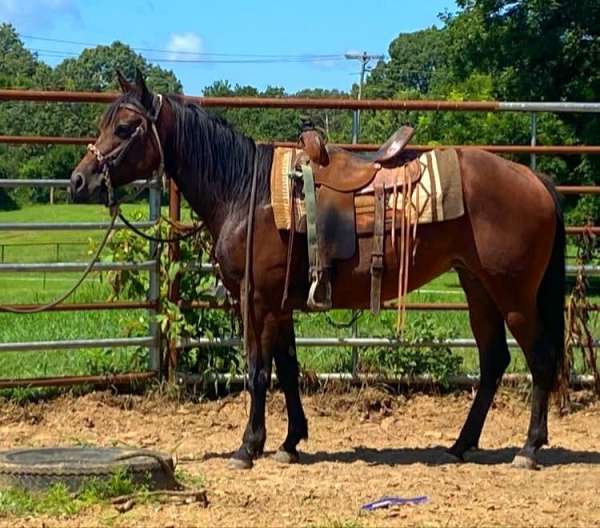 barrel-racing-quarter-horse