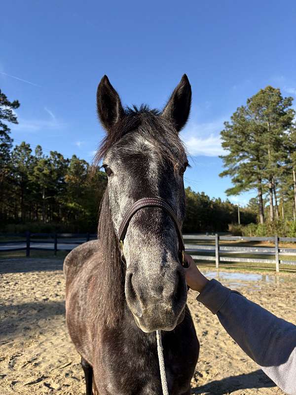 16-hand-draft-mare