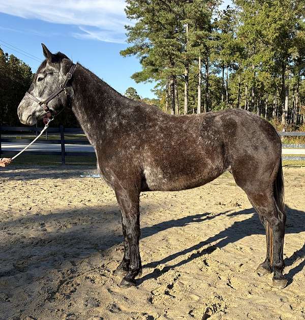 grey-draft-mare