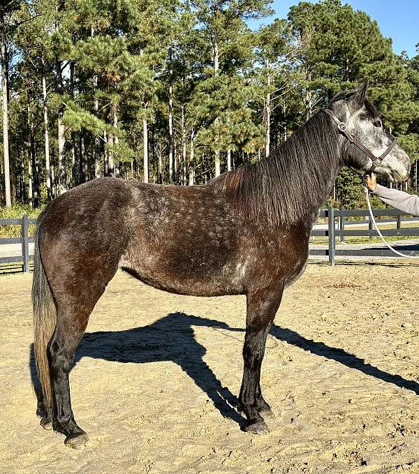 grey-mare-for-sale