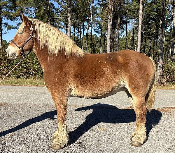 sorrel-belgian-mare