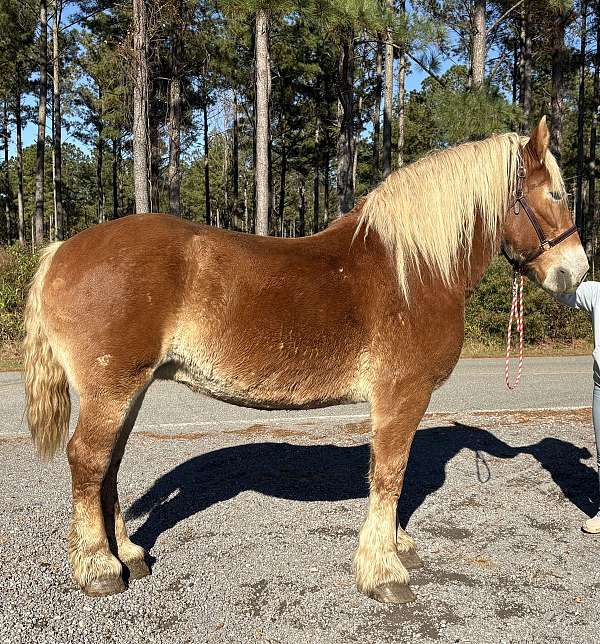 sorrel-mare-for-sale