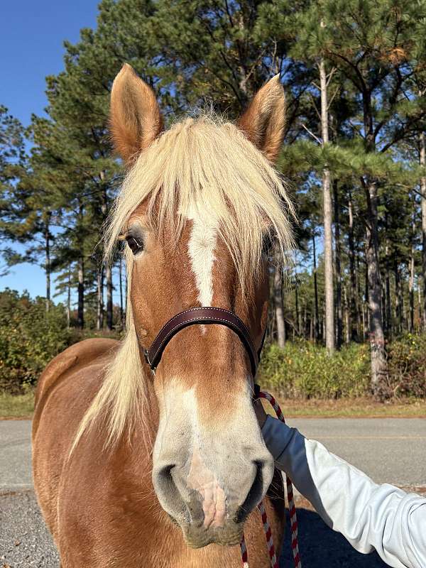 17-hand-belgian-mare