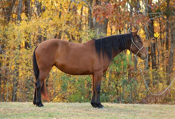 mustang-mare