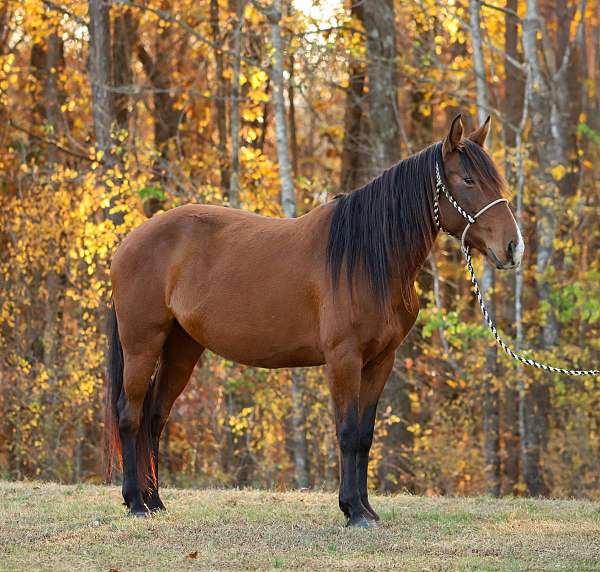 mustang-horse-for-sale