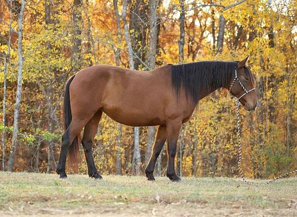 mustang-horse