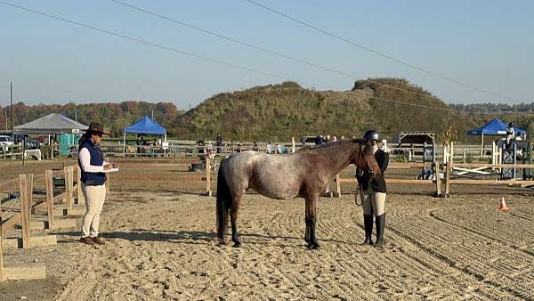 bay-roan-welsh-pony