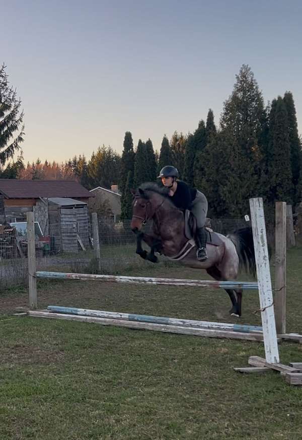 hunter-welsh-pony