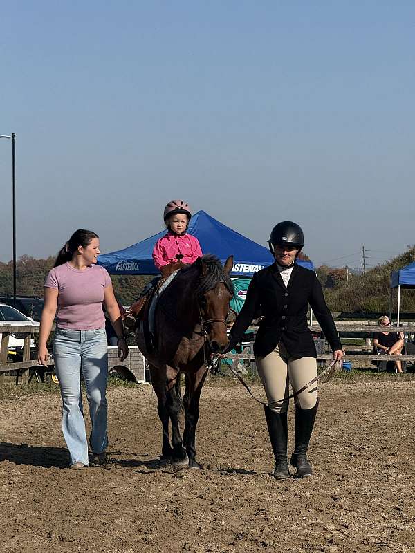 breeding-welsh-pony