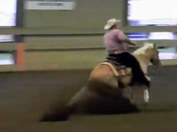 quarter-horse-for-sale