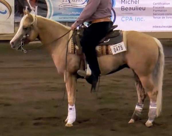 quarter-horse