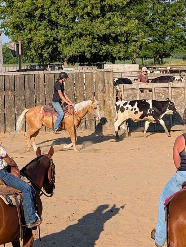 quarter-horse-gelding