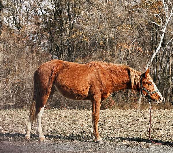 sorrel-draft-colt