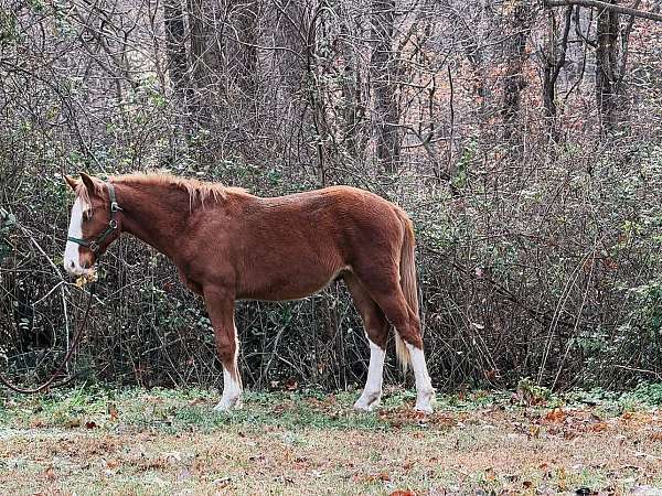 blue-eyed-colt-yearling