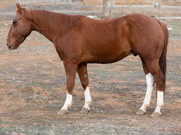 all-around-paint-horse