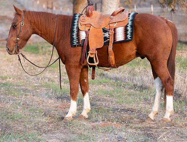 no-buck-bolt-paint-horse