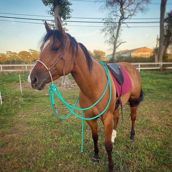 quarter-horse-gelding