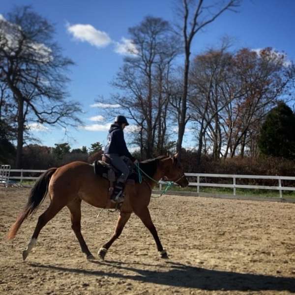 quarter-horse-for-sale