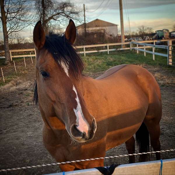 quarter-horse