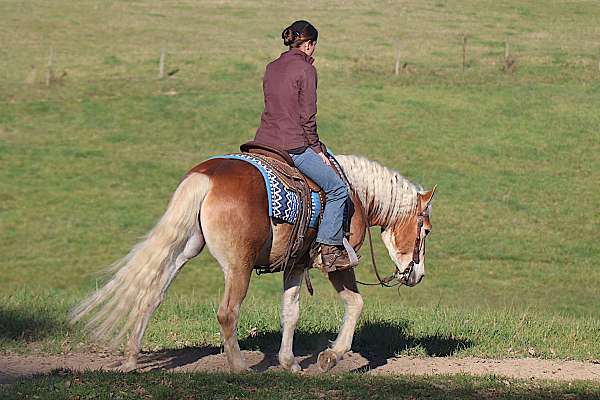 carriage-driving-haflinger-horse