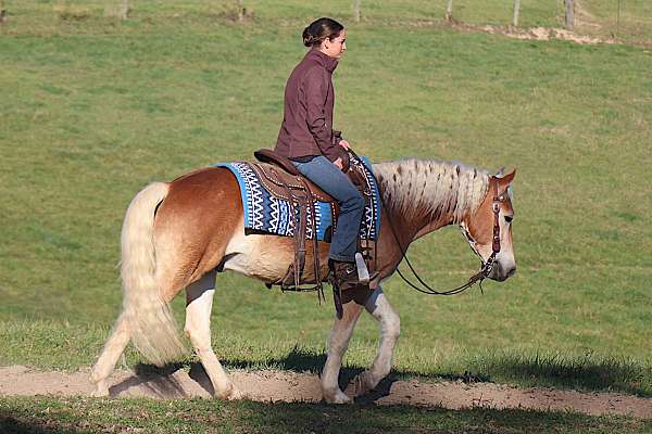 stripe-white-mane-tail
