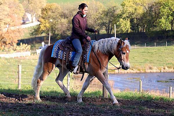 carriage-driving-horse