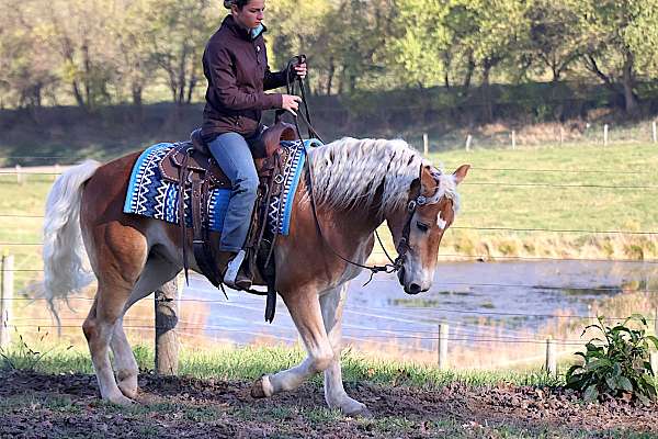 carriage-driving-gelding
