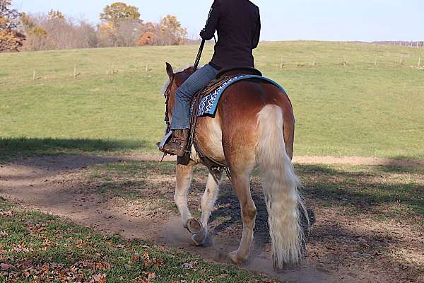 haflinger-horse