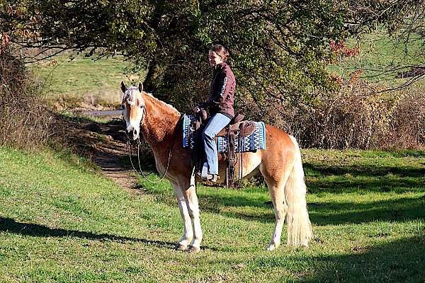 gelding-haflinger-horse