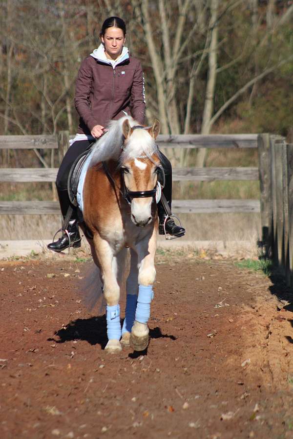 family-friendly-haflinger-horse