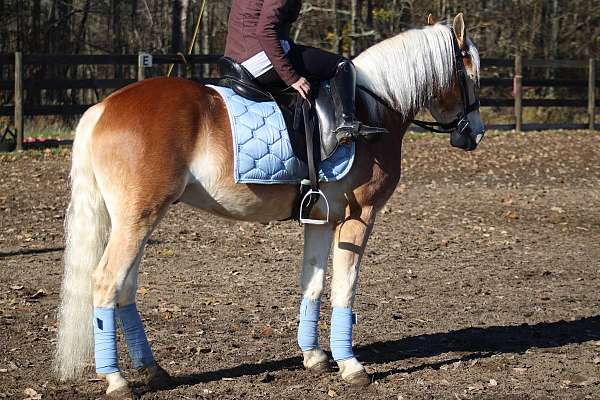 registered-haflinger-horse