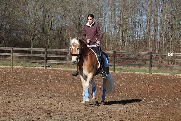 stripe-white-mane-tail-horse