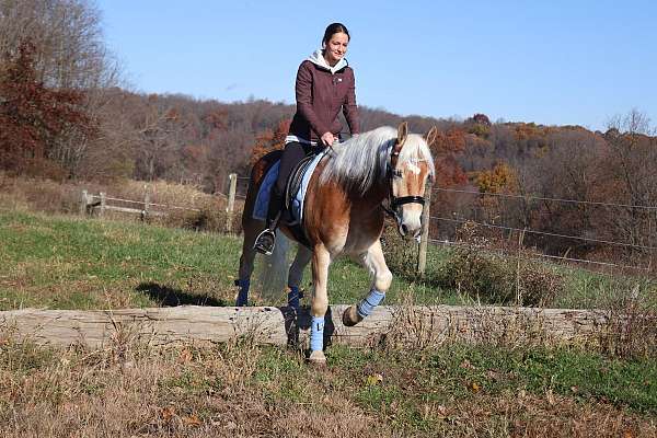 dressage-haflinger-horse